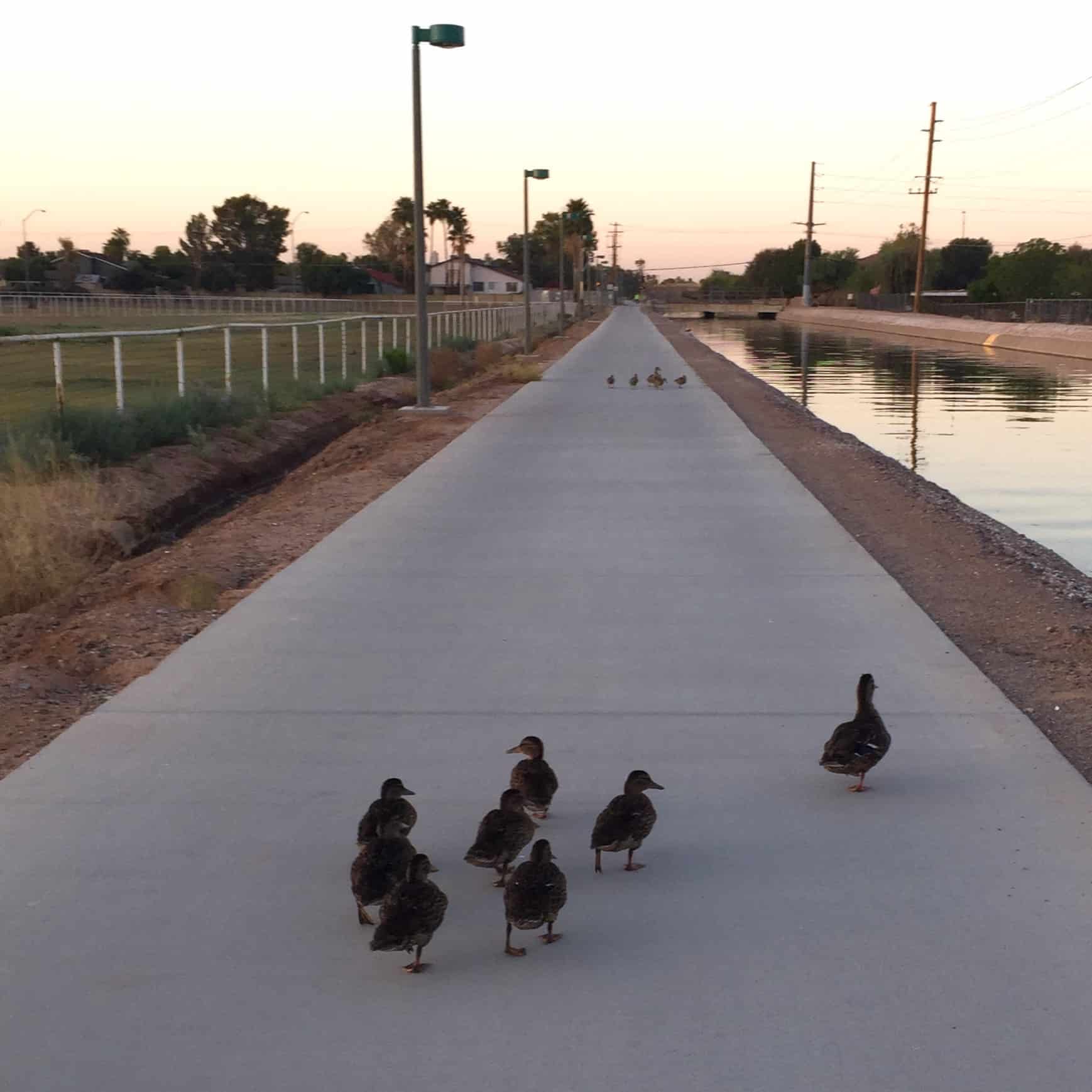 Community of Ducks