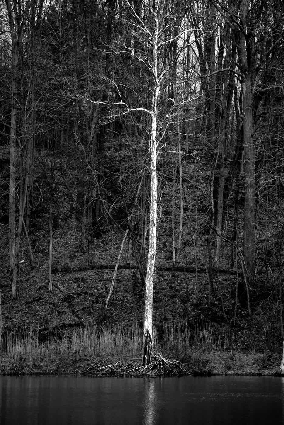Black and white photo of tall white tree by water