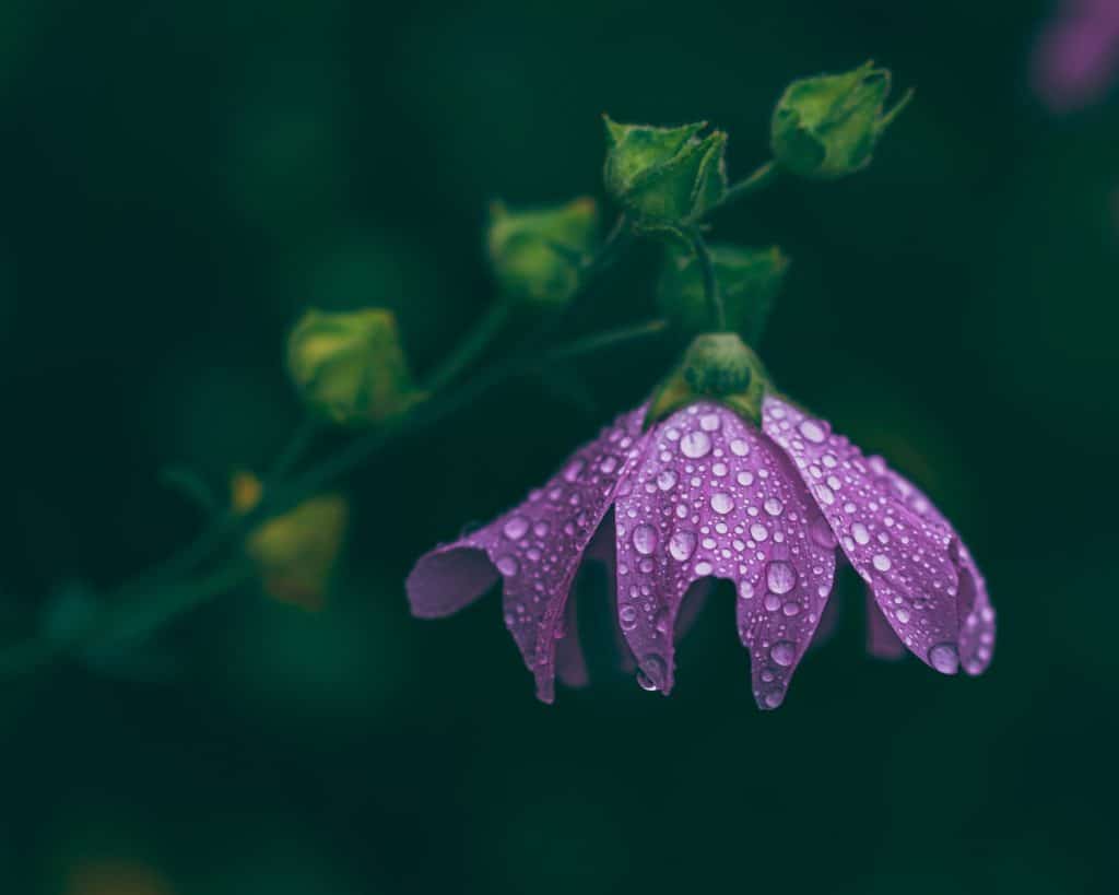 Close up photo of purple flower with lots of water drops on the leaves with blurred bokeh background around