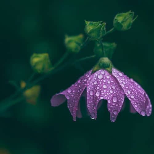 Close up photo of purple flower with lots of water drops on the leaves with blurred bokeh background around